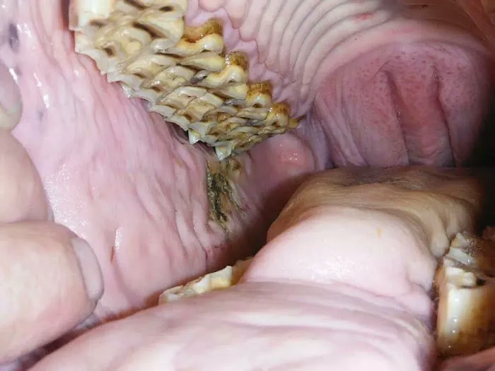 Yorkshire Equine Dentistry - Sam Norris BAEDT Qualified Picture 1