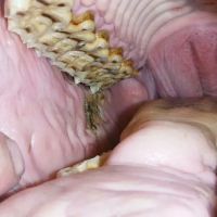 Yorkshire Equine Dentistry - Sam Norris BAEDT Qualified ico