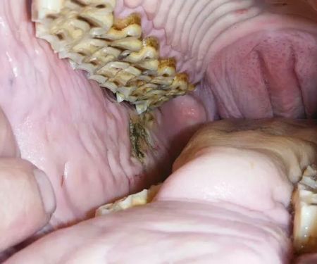 Yorkshire Equine Dentistry - Sam Norris BAEDT Qualified
