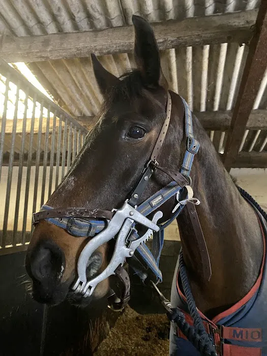 Yorkshire Equine Dentistry - Sam Norris BAEDT Qualified Picture 2