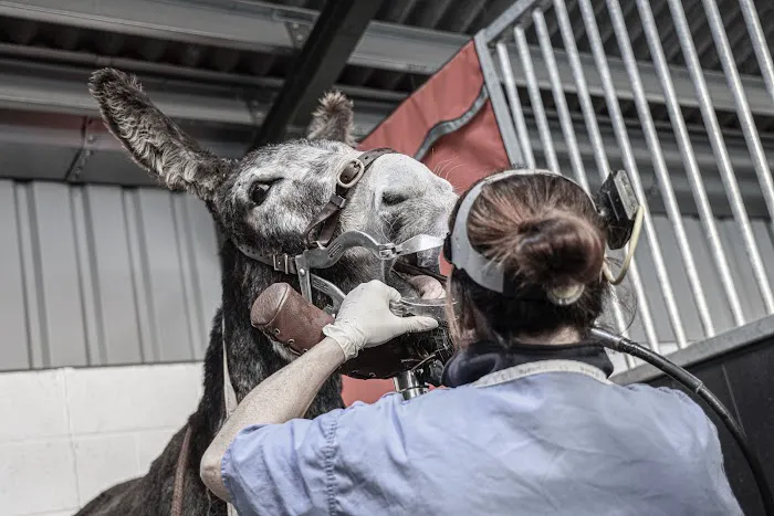 Yorkshire Equine Dentistry - Sam Norris BAEDT Qualified Picture 5