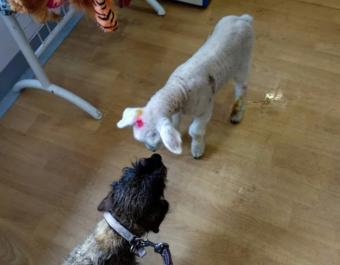 Parkhill Veterinary Surgery Picture 9