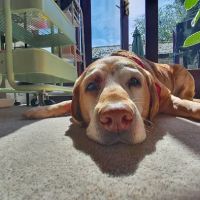 Sandbeck Veterinary Centre ico