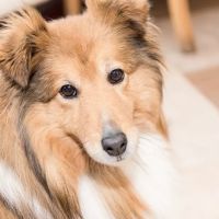 Holmefield Veterinary Clinic ico