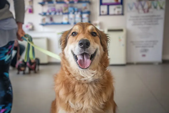 Holmefield Veterinary Clinic Picture 4
