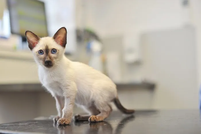Holmefield Veterinary Clinic Picture 5