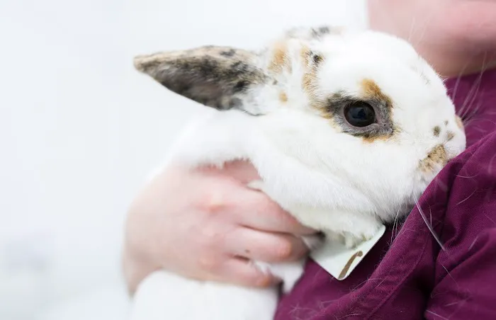 Holmefield Veterinary Clinic Picture 8