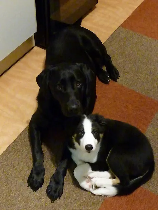 Vets4Pets - Lytham Picture 6