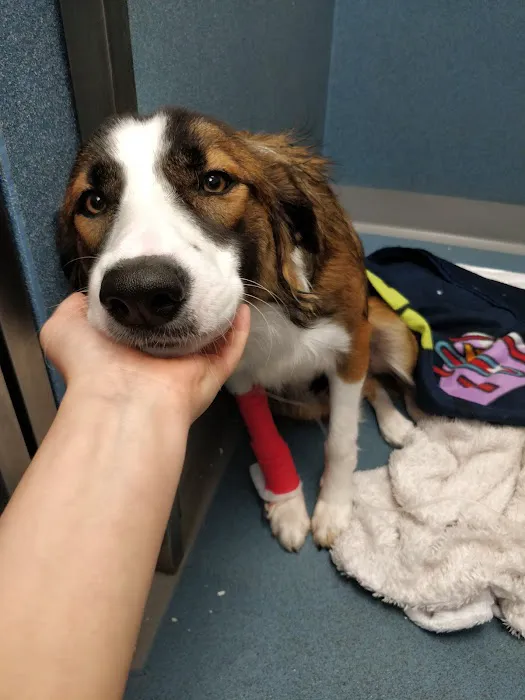 Vets4Pets - Lytham Picture 7