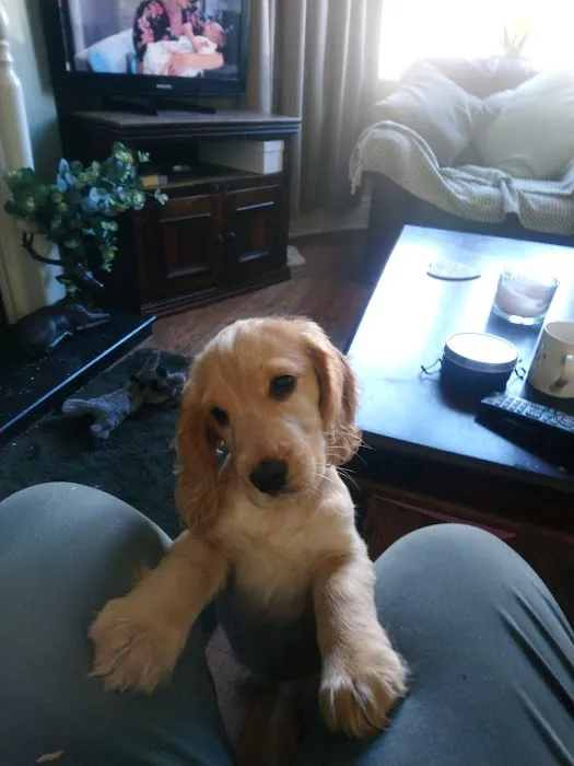 Vets4Pets - Lytham Picture 3
