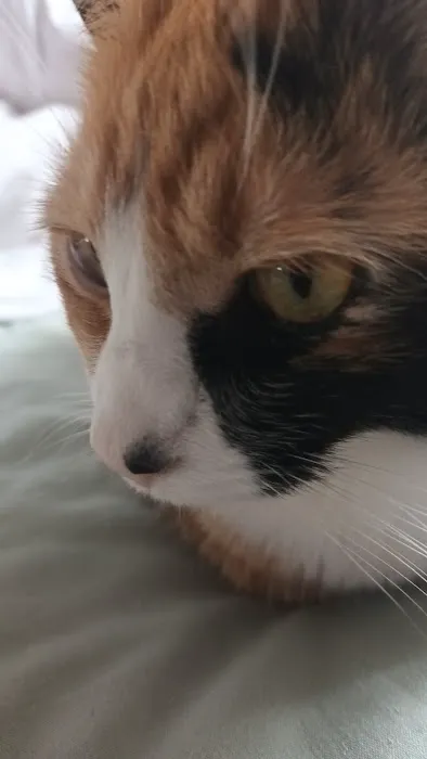 Cats In Care Picture 1