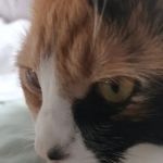 Cats In Care