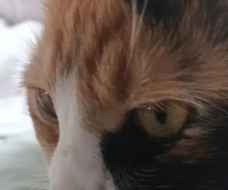 Cats In Care