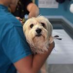 Myerscough Veterinary Group, St Annes