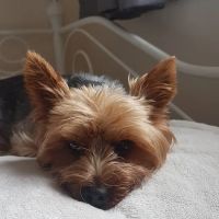 The Veterinary Health Centre Ltd ico