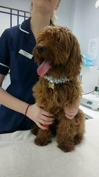 Vets4Pets York Clifton Moor Picture 7