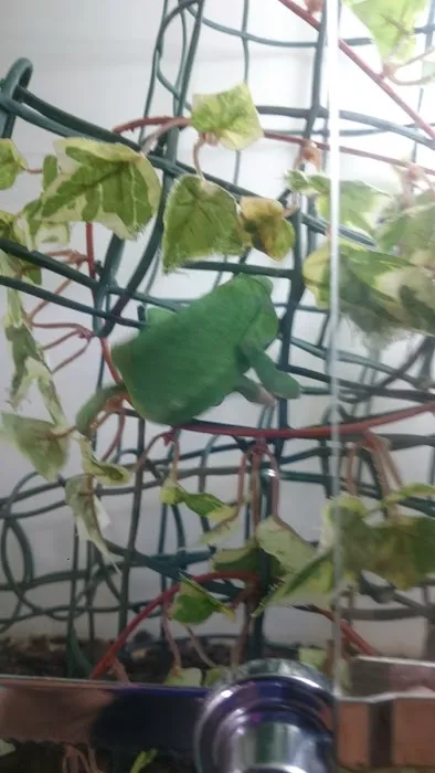 Acomb Pets Aquatics & Reptiles Picture 5