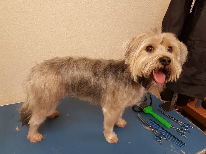 Acomb Pets Aquatics & Reptiles Picture 4