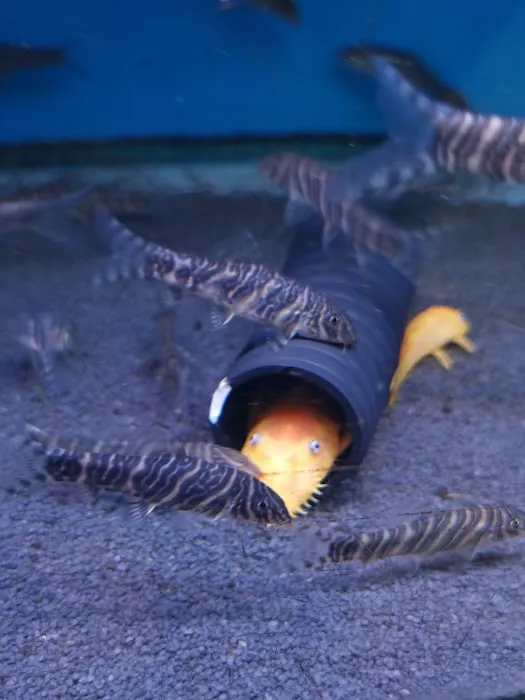 Maidenhead Aquatics York Picture 7