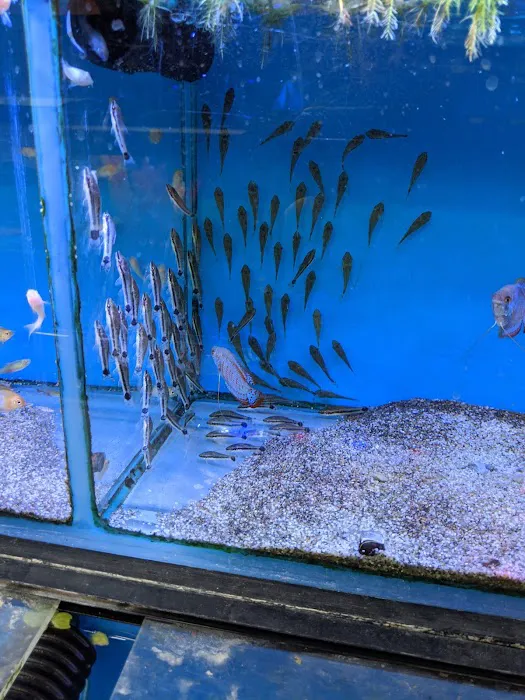 Maidenhead Aquatics York Picture 5