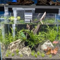 Maidenhead Aquatics York ico