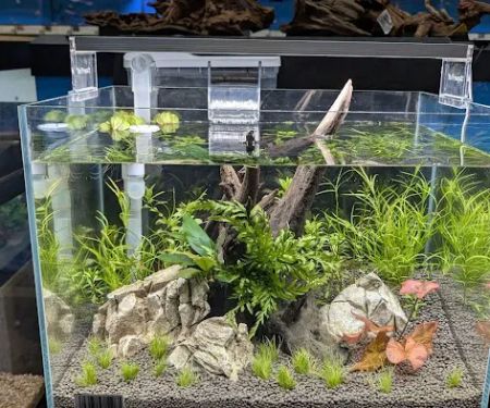 Maidenhead Aquatics York