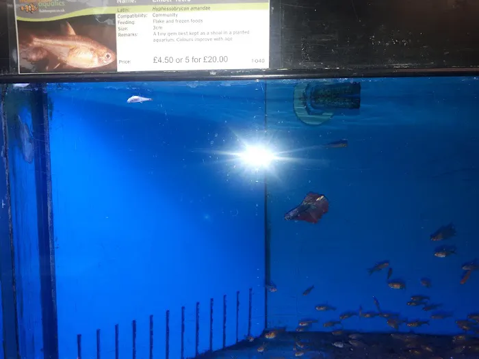 Maidenhead Aquatics York Picture 10