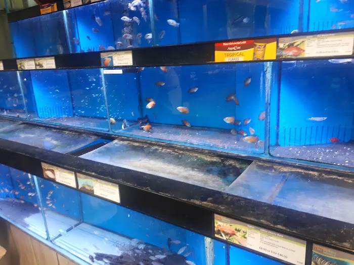 Maidenhead Aquatics York Picture 8