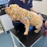 Clevedale Veterinary Group, Guisborough Practice