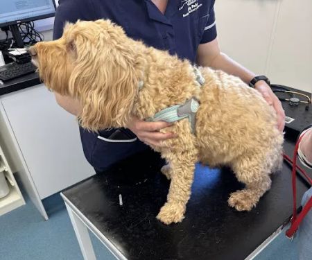 Clevedale Veterinary Group, Guisborough Practice