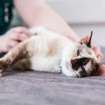 Wilton House Veterinary Clinic