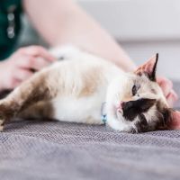 Wilton House Veterinary Clinic ico