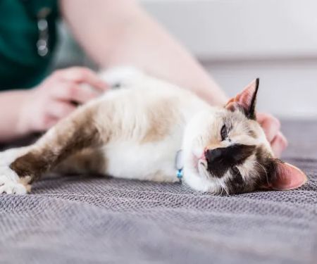 Wilton House Veterinary Clinic