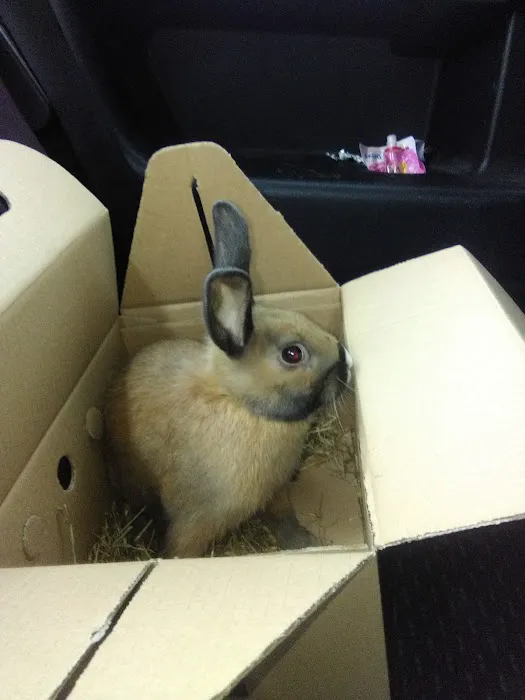 Pets at Home York Picture 7