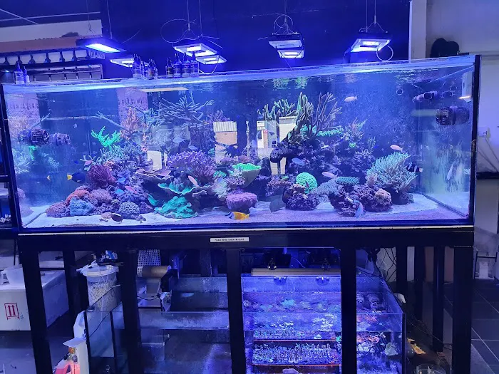 Ocean Corals & Reptiles Picture 5