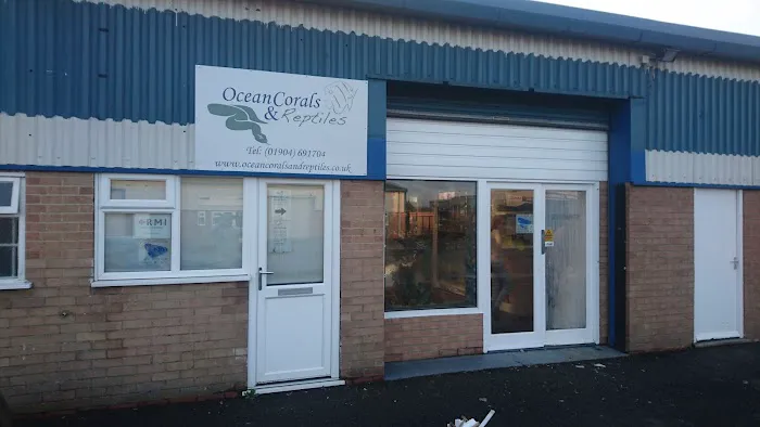 Ocean Corals & Reptiles Picture 1