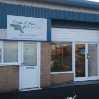 Ocean Corals & Reptiles ico