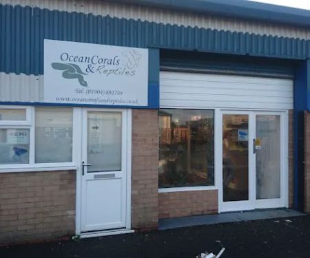 Ocean Corals & Reptiles