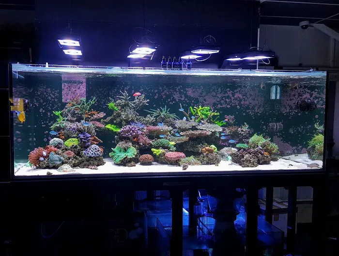 Ocean Corals & Reptiles Picture 3