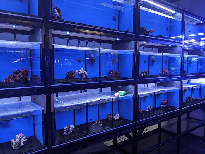 Ocean Corals & Reptiles Picture 9