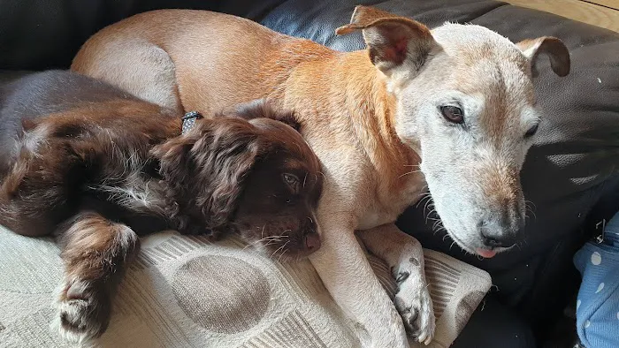 Pets Pantry Picture 7