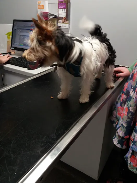 Vets4Pets York Picture 2