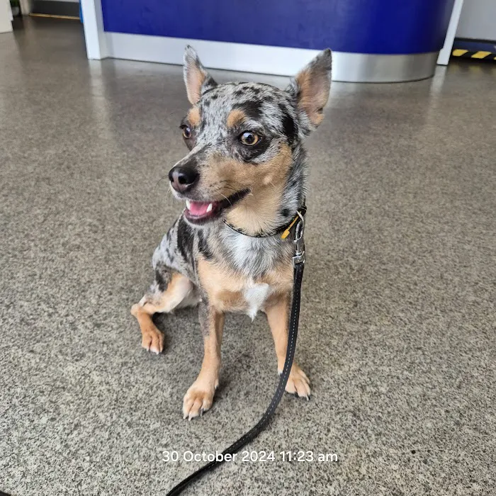 Vets4Pets York Picture 8
