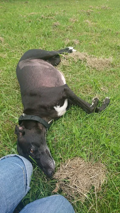 Vets4Pets York Picture 10
