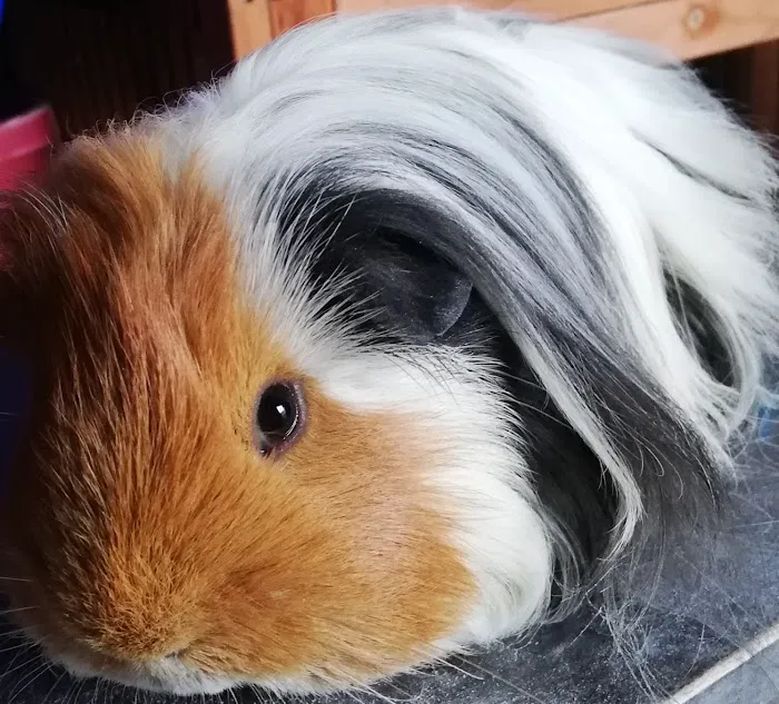 Little miss piggy Picture 1