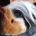 Little miss piggy