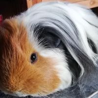 Little miss piggy ico