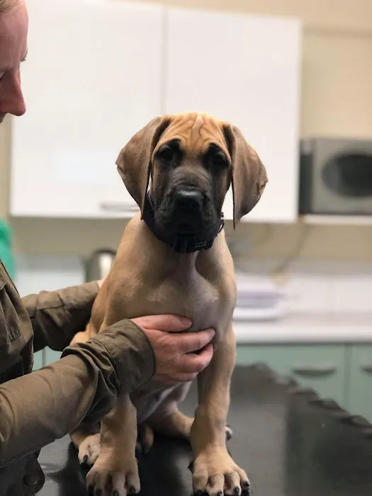 The Minster Veterinary Practice, Haxby Picture 5
