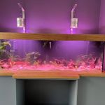 Simply Corals