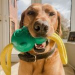 Mr Marley's Barkery